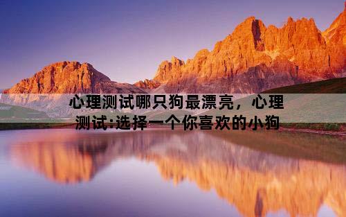 心理测试哪只狗最漂亮，心理测试:选择一个你喜欢的小狗